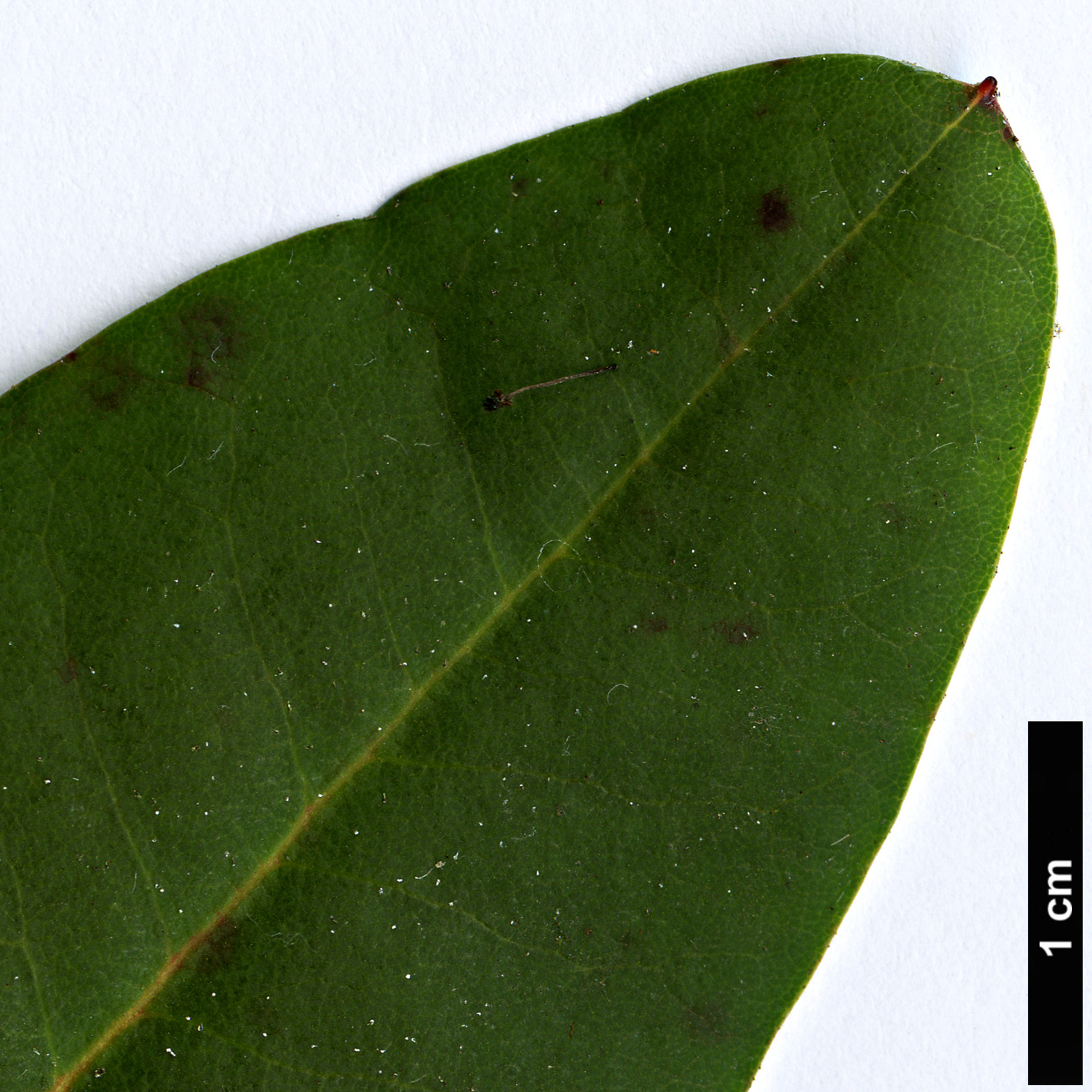 High resolution image: Family: Ericaceae - Genus: Rhododendron - Taxon: oreodoxa - SpeciesSub: var. fargesii High resolution image: Family: Ericaceae - Genus: Rhododendron - Taxon: oreodoxa - SpeciesSub: var. fargesii